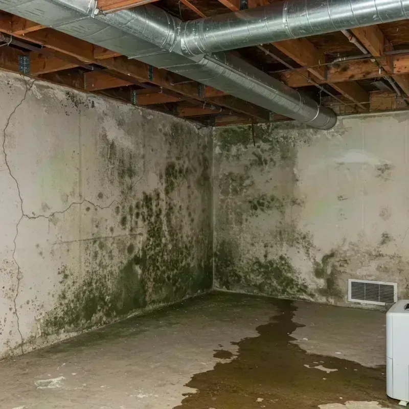 Professional Mold Removal in Greenbrier County, WV